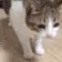 :eepycat: