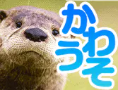 :kawauso: